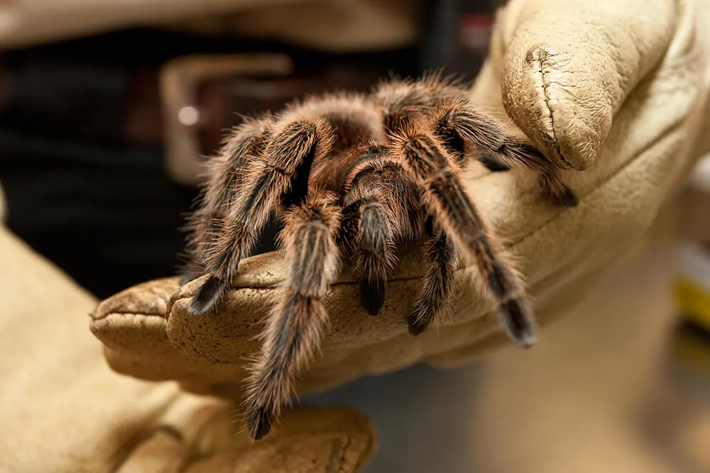 20093 tarantula substrate