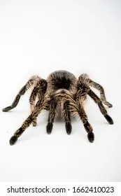 20096 molting frequency tarantula