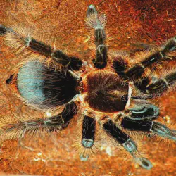 /img/20096-tarantula-enclosure.webp