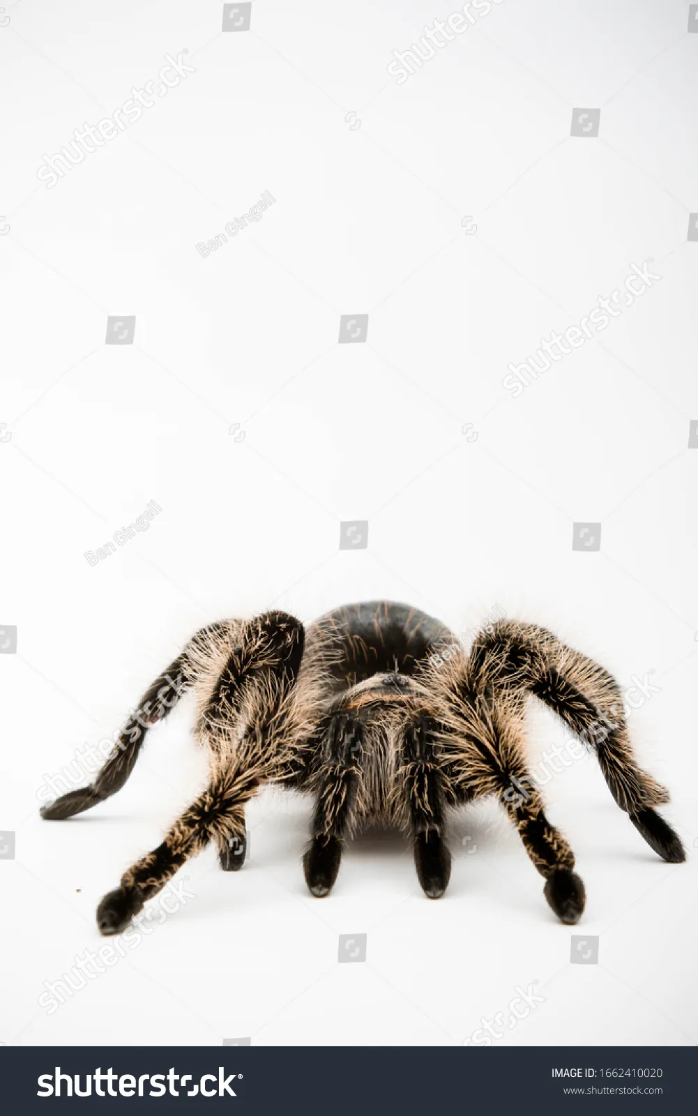 20096 tarantula exoskeleton