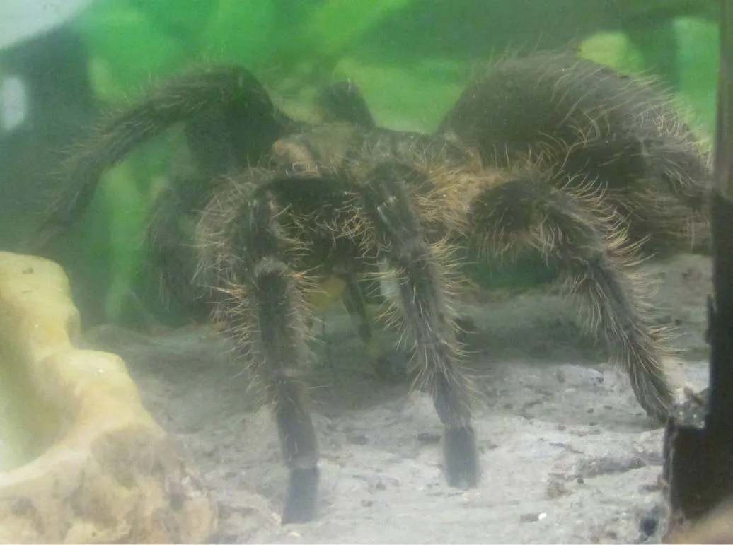 20096 tarantula molting problems