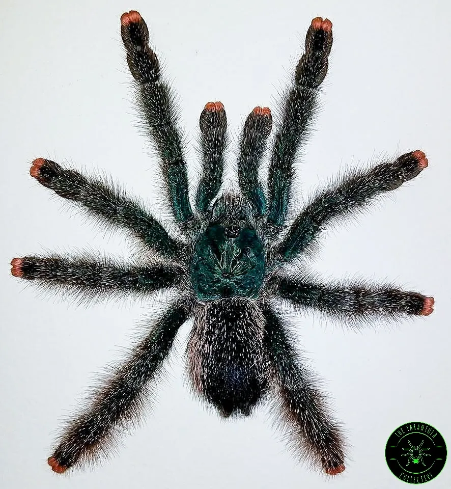 /img/20098-guyana-pinktoe-tarantula-substrate.webp