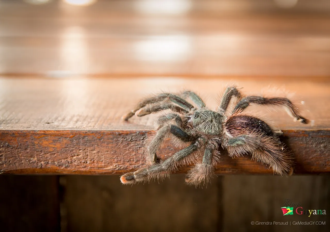 20098 guyana pinktoe tarantula water