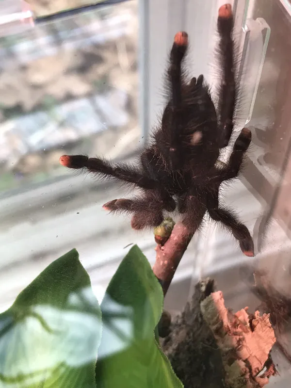 20098 pinktoe tarantula feeding