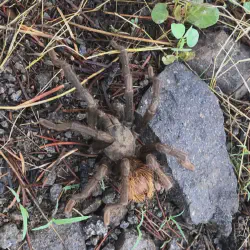 /img/20100-tarantula-hornet-aggression.webp