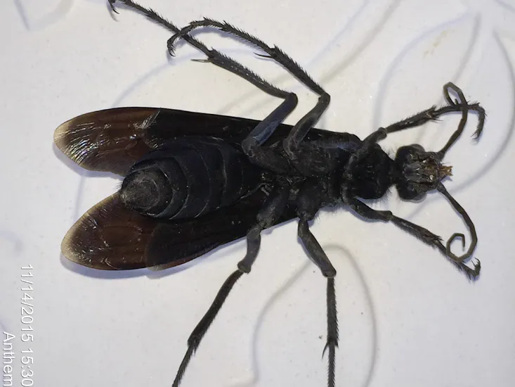 20100 tarantula hornet habitat