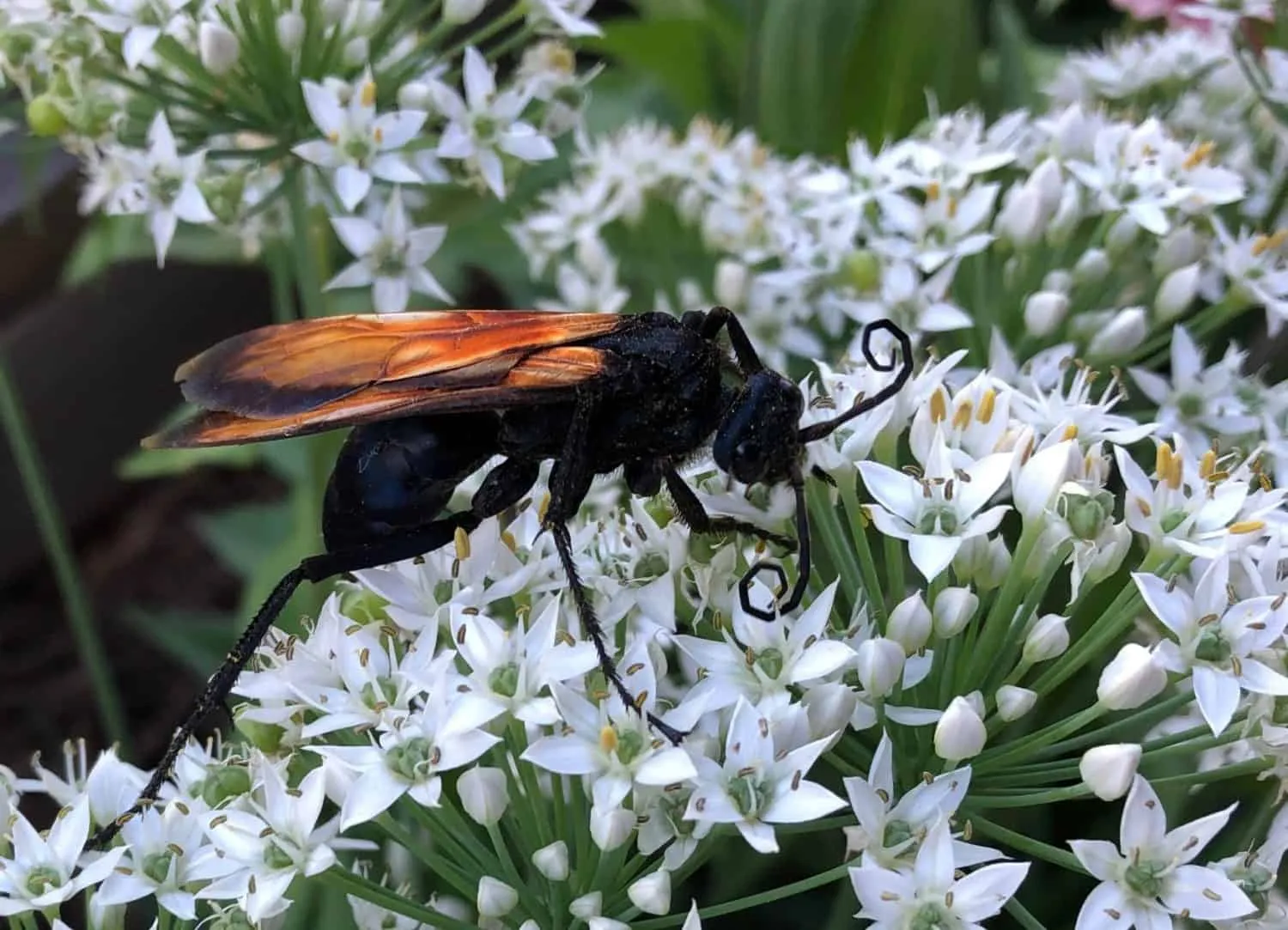20100 tarantula hornet prevention