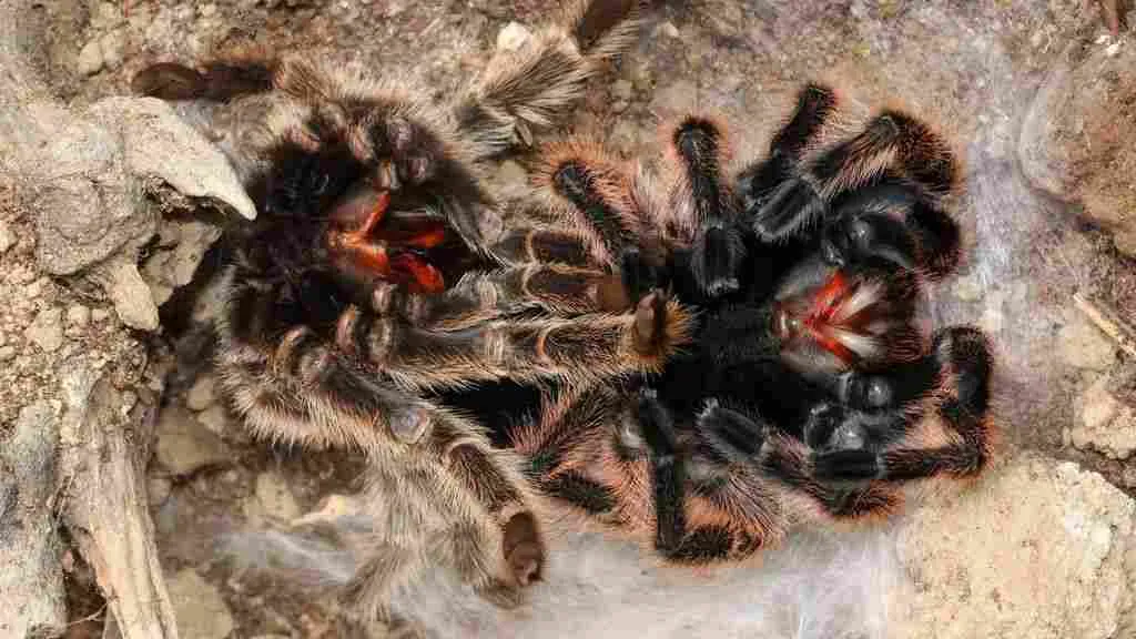 20102 tarantula eating insect
