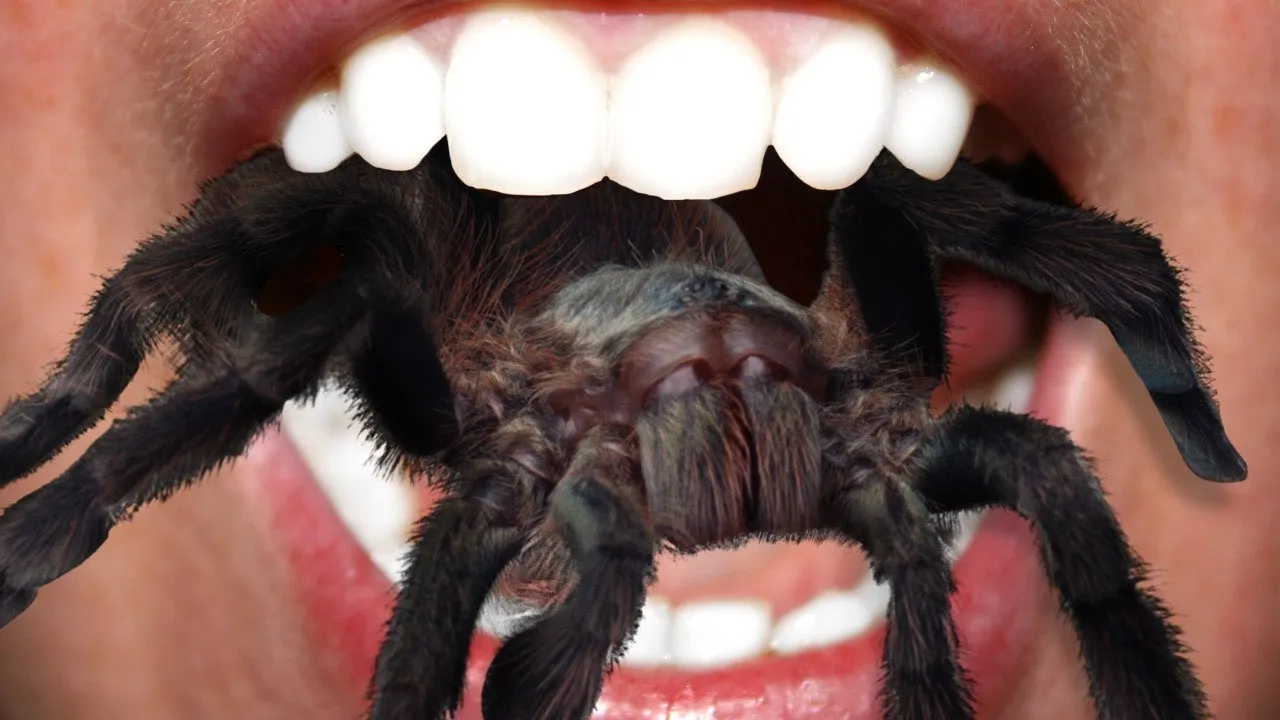 20102 tarantula fangs