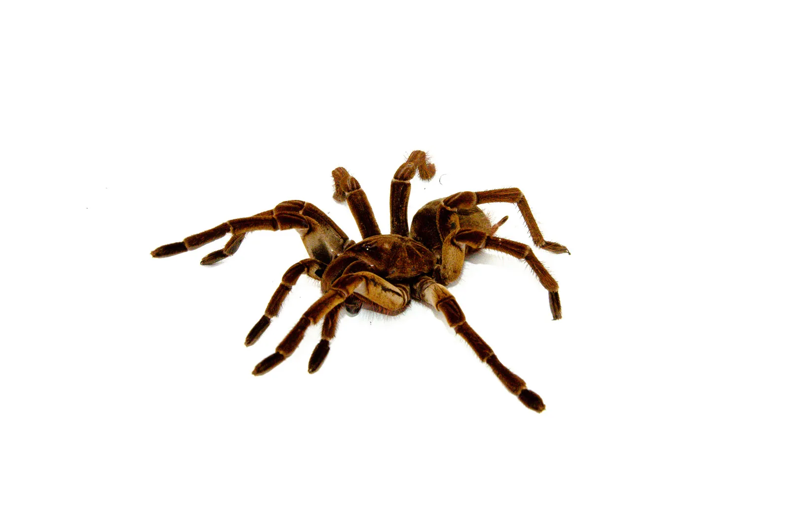 /img/20105-goliath-birdeater-tarantula-conservation.webp
