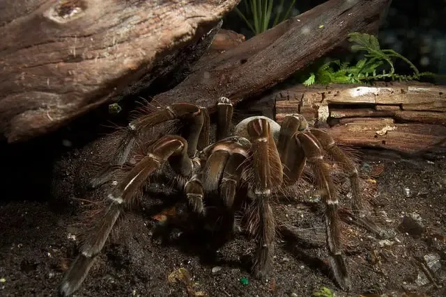20105 goliath birdeater tarantula size