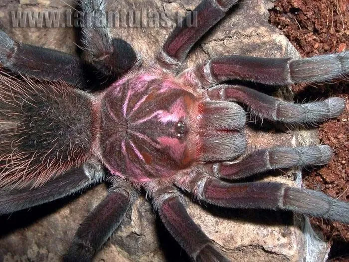 20105 goliath birdeater tarantula venom