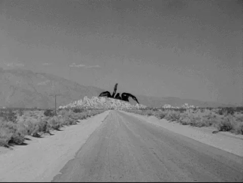 20112 pinktoe tarantula climbing