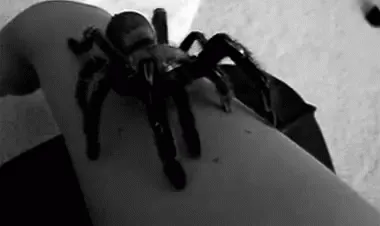 /img/20112-pinktoe-tarantula-feeding-prep.webp
