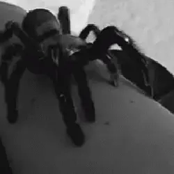 /img/20112-pinktoe-tarantula-feeding-prep.webp