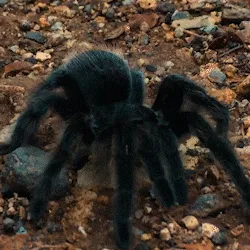 20112 pinktoe tarantula molting