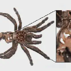 /img/20114-tarantula-humidity.webp