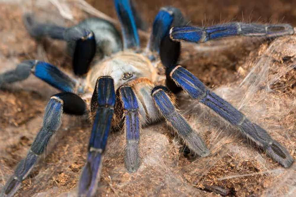 20115 cobalt blue tarantula anatomy