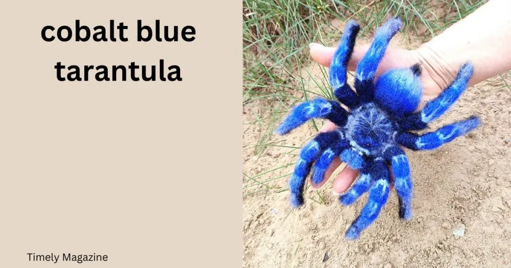 /img/20115-cobalt-blue-tarantula-defensive-pose.webp