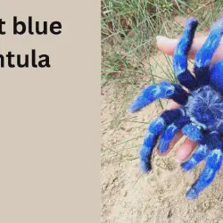 /img/20115-cobalt-blue-tarantula-defensive-pose.webp