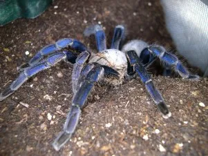 20115 cobalt blue tarantula feeding
