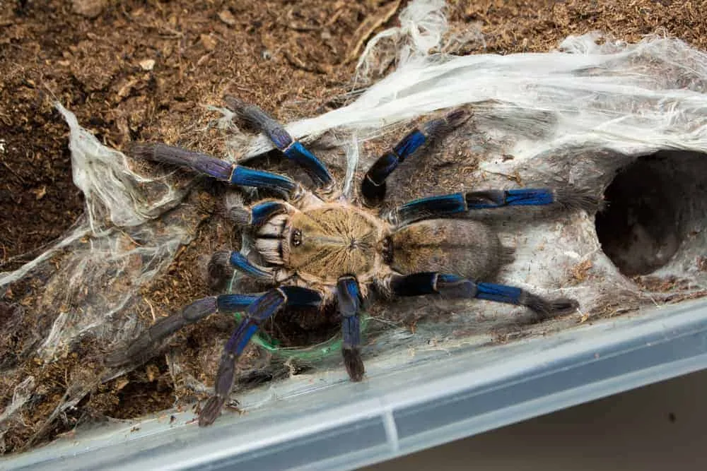 20115 cobalt blue tarantula molting