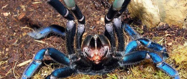 20115 new world tarantulas