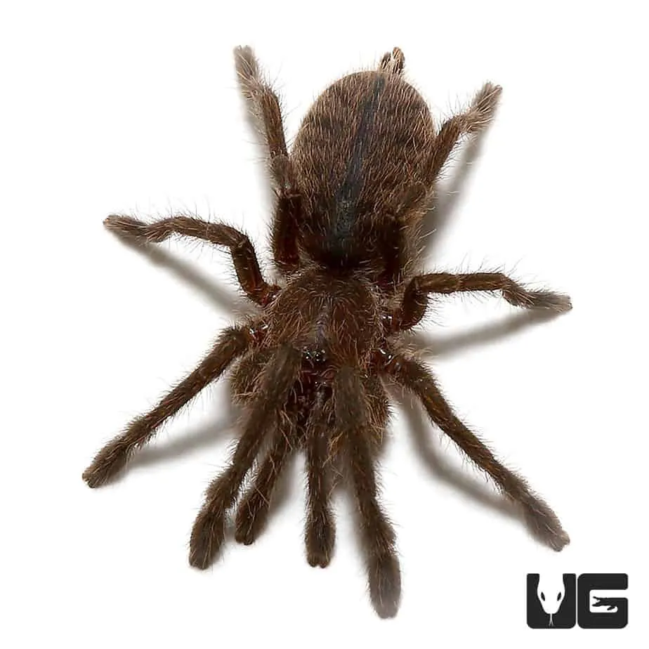 20115 old world tarantulas