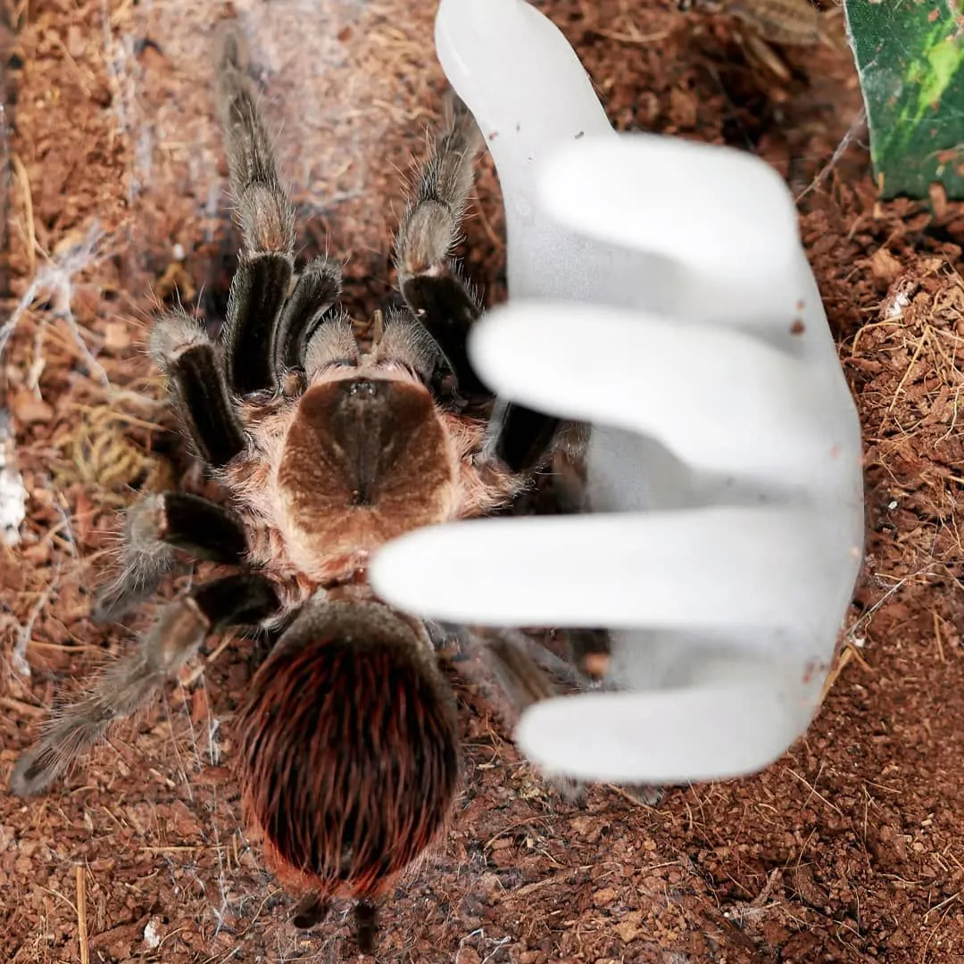 20116 handling tarantula