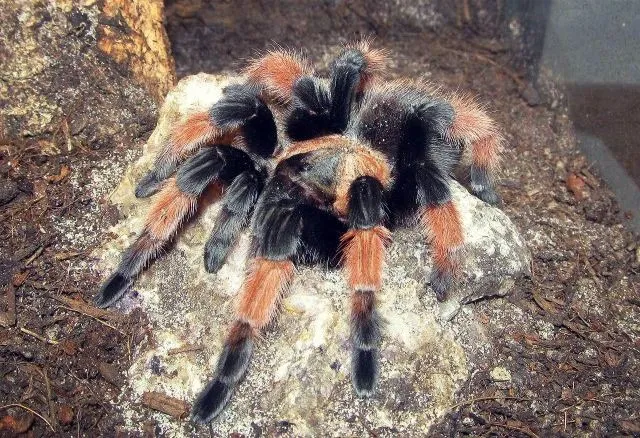 20116 tarantula defensive posture