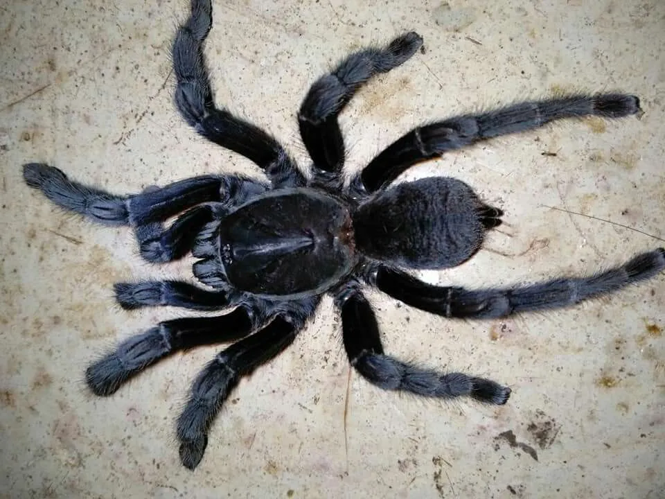 20116 tarantula enclosure