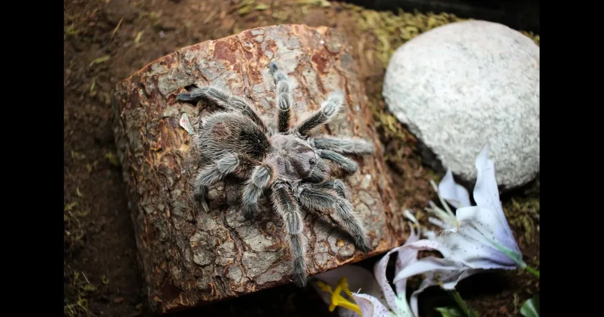 /img/20116-tarantula-species.webp