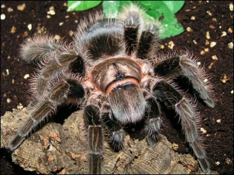 /img/20124-curly-hair-tarantula-health.webp