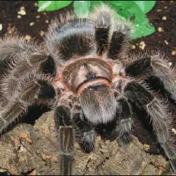 /img/20124-curly-hair-tarantula-health.webp