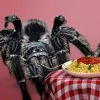 20127 tarantula behavior