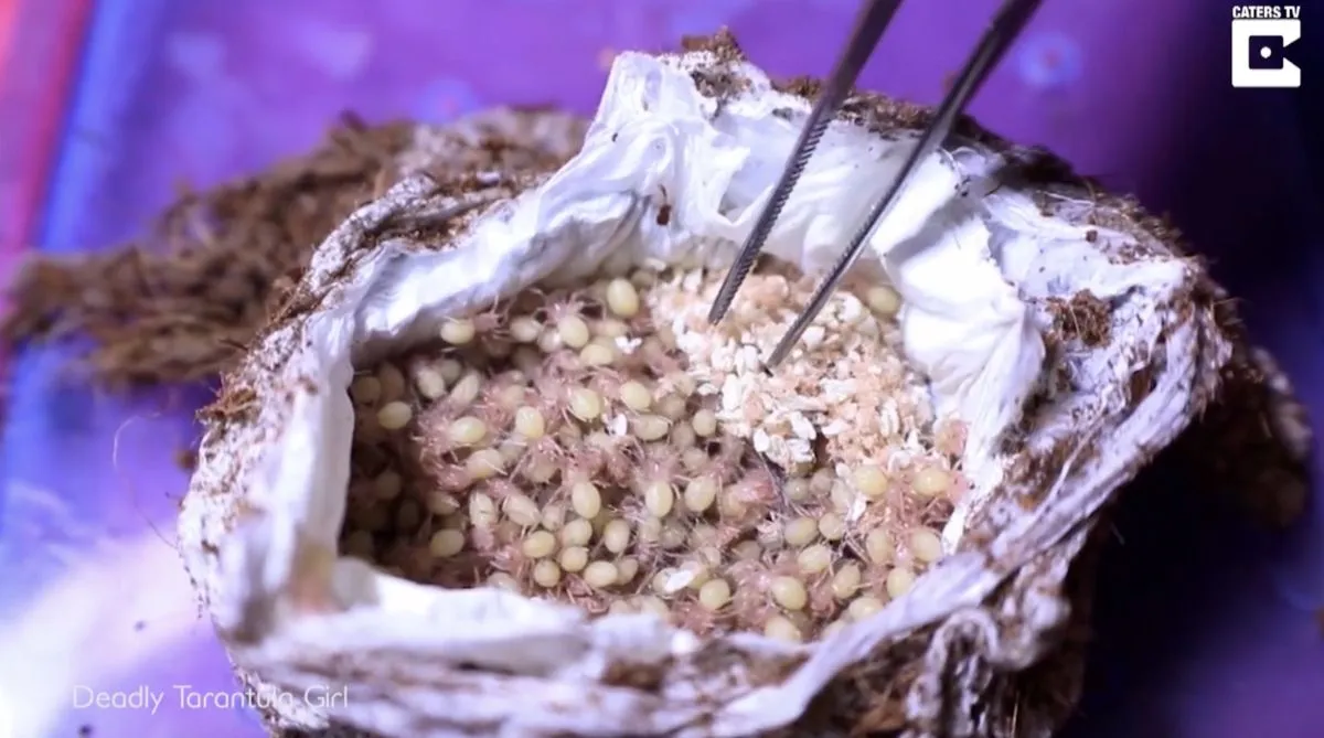 20128 baby tarantula egg sac