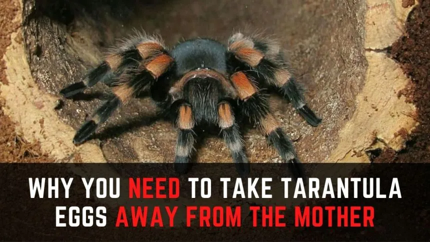 20128 baby tarantula eggs development