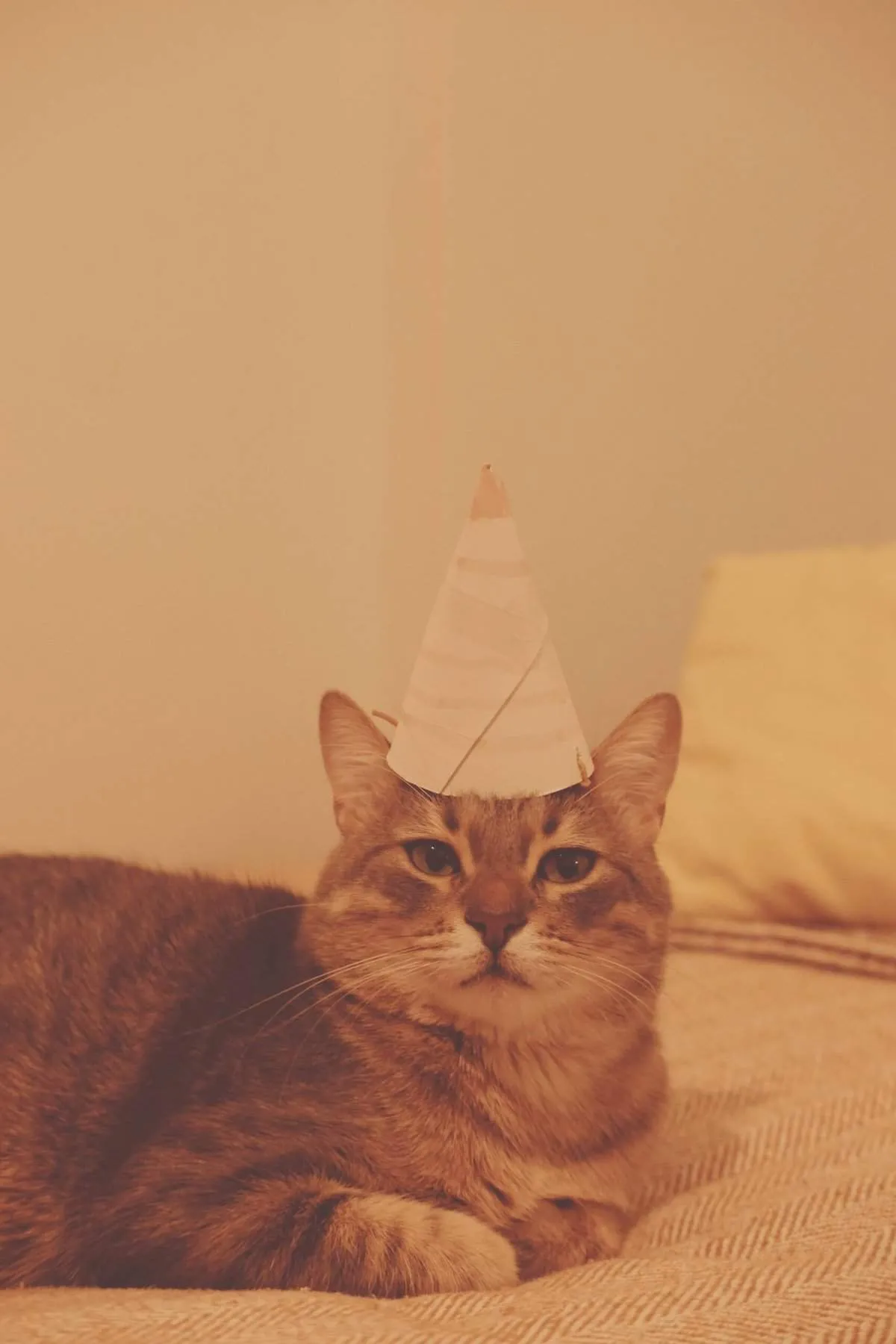 20128 tarantula egg sac care