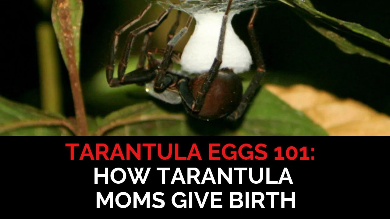 /img/20128-tarantula-egg-sac-damage.webp
