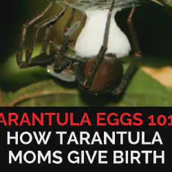 /img/20128-tarantula-egg-sac-damage.webp