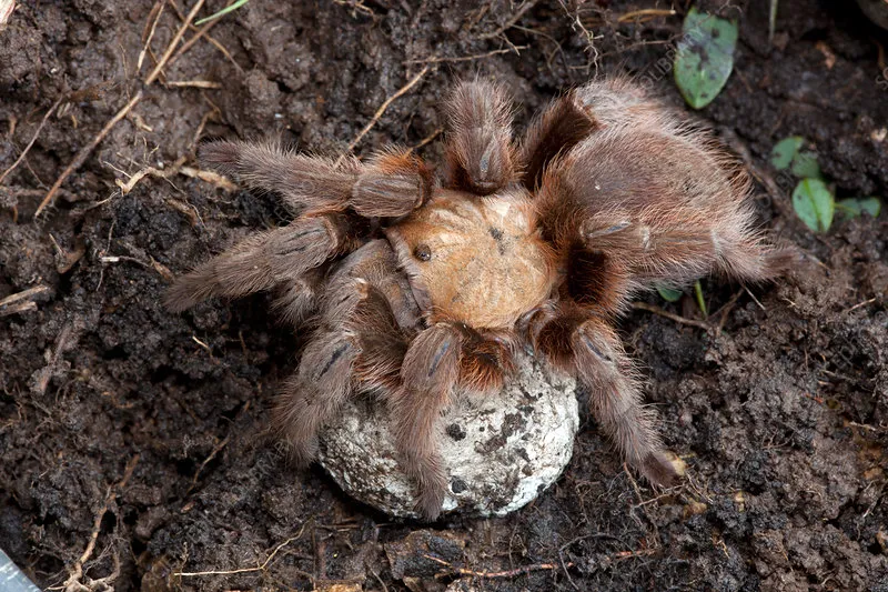 20128 tarantula egg sac size