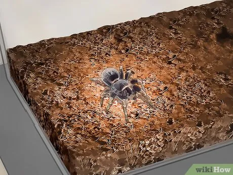 20129 tarantula enclosure