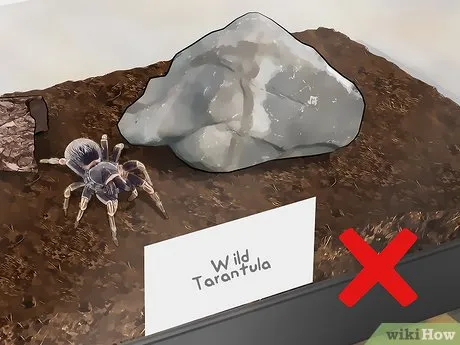 20129 tarantula feeding