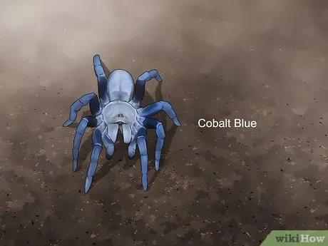 20129 tarantula health