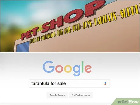 20129 tarantula watering