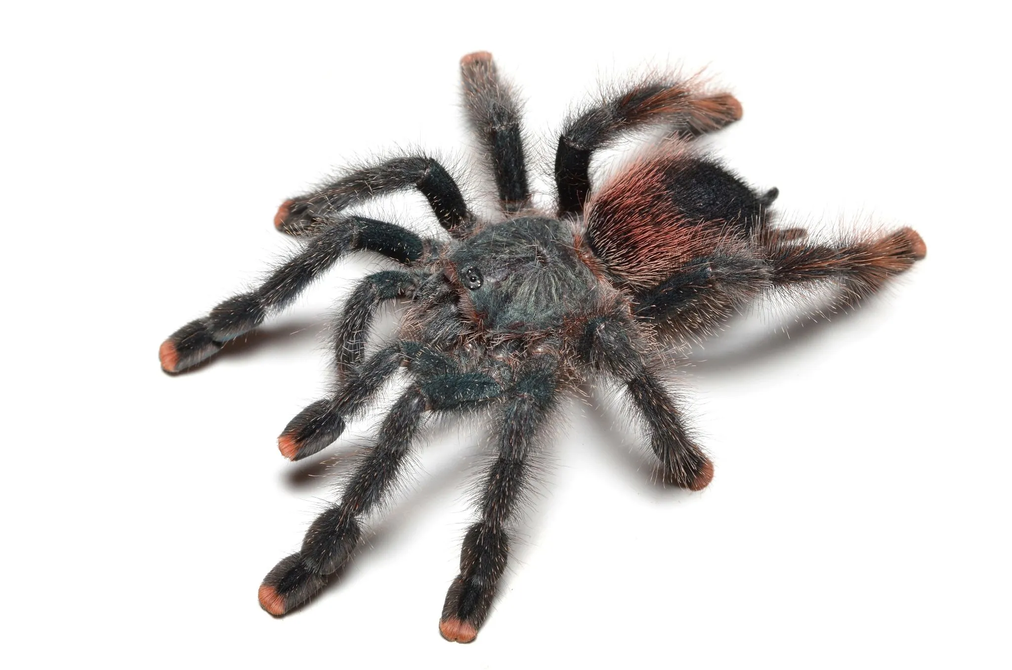 20130 pink toe tarantula appearance