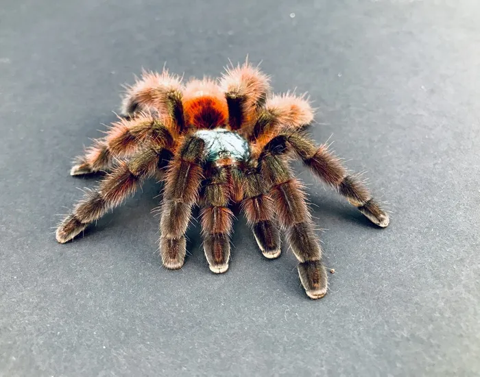 20130 pink toe tarantula size