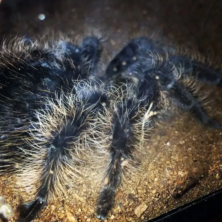 20131 tarantula health