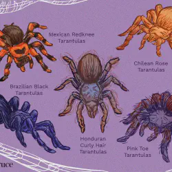 /img/20131-tarantula-molting.webp