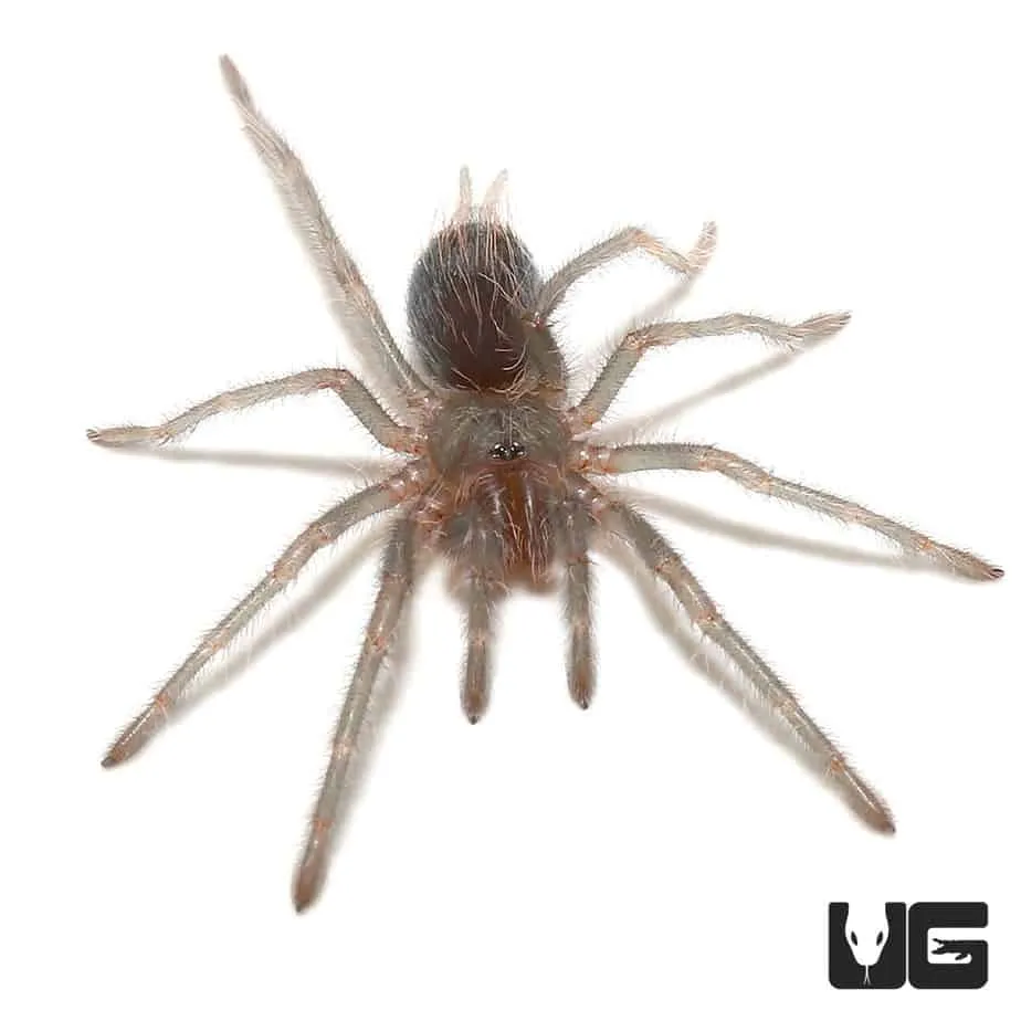 20132 cuban bronze tarantula buying guide